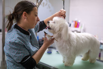 Hairdresser grooming dog
