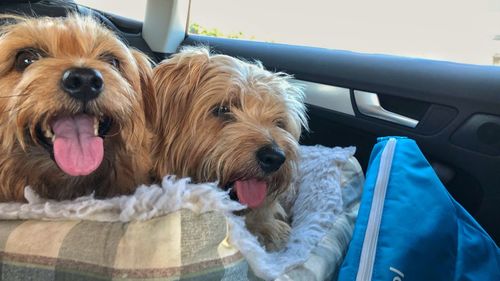 Close-up of dog in car