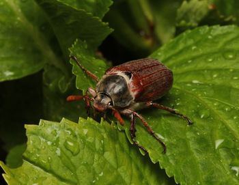 Close-up of insect on leaves