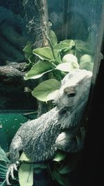 Close-up of turtle swimming in aquarium