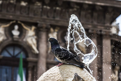 Low angle view of bird perching on fountain