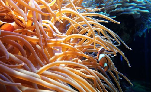 Close-up of fish swimming in sea