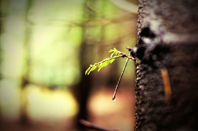 Close-up of spider web on plant