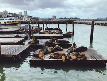 Pier 39 san francisco 