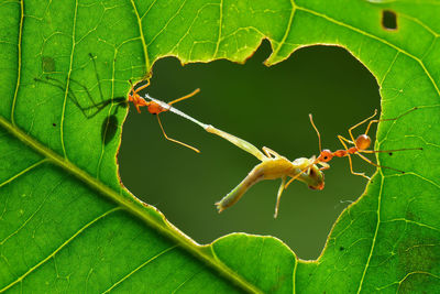 Close-up of ant on leaves