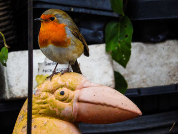 Close-up of parrot