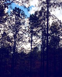 Low angle view of trees in forest