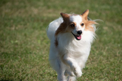 Portrait of dog running on field