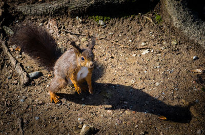 High angle view of squirrel on land