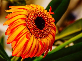 Close-up of orange flower