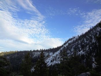 Low angle view of trees against sky