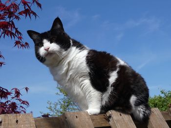 Portrait of cat sitting on wood against sky