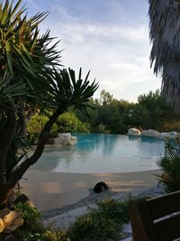 Palm trees by swimming pool against sky