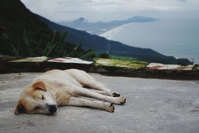 Close-up of dog looking away