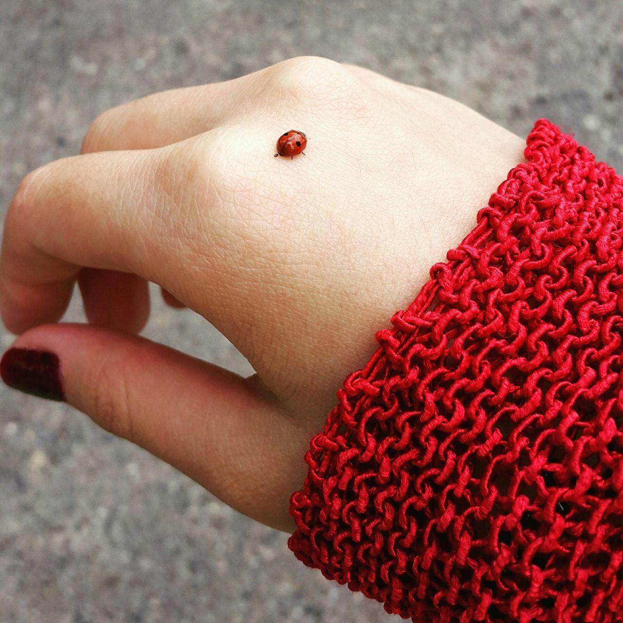 person, holding, part of, close-up, focus on foreground, human finger, cropped, red, lifestyles, unrecognizable person, leisure activity, flower, day, fragility, selective focus, outdoors