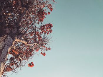 Low angle view of flowering plant against clear sky