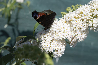 Close-up of butterfly pollinating on flower