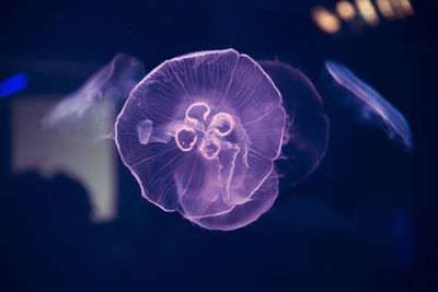 Close-up of jellyfish swimming in sea