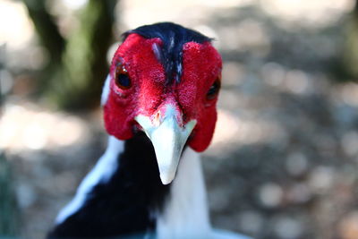 Close-up portrait of a parrot