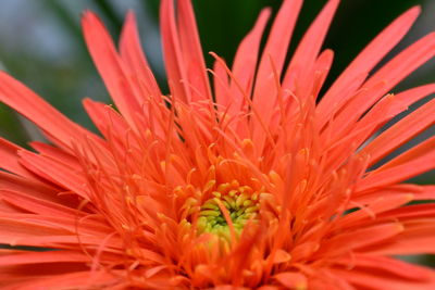 Macro shot of orange flower