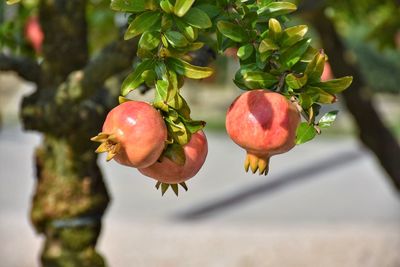 Close-up of fruits growing on plant