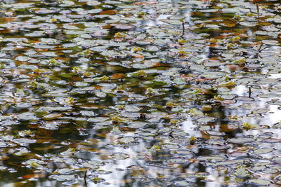 Full frame shot of autumn leaves floating on water