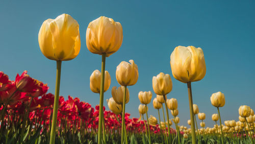 Yellow tulips growing in field against clear sky