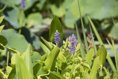 Close-up of purple flowering plant