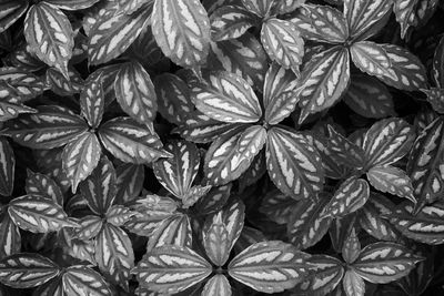 Full frame shot of plants