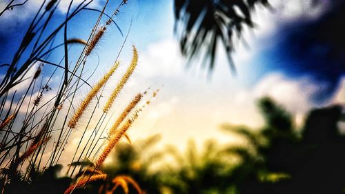 Close-up of stalks against sky at sunset