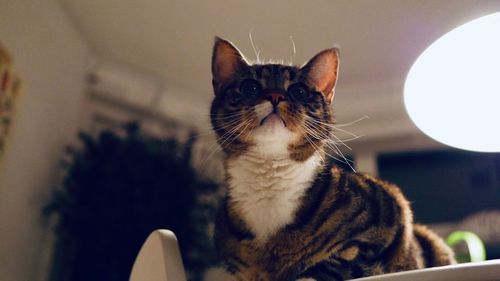 Close-up of cat sitting at home