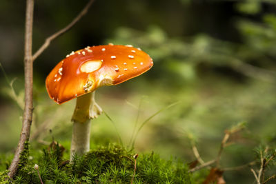 Close-up of mushroom growing on field