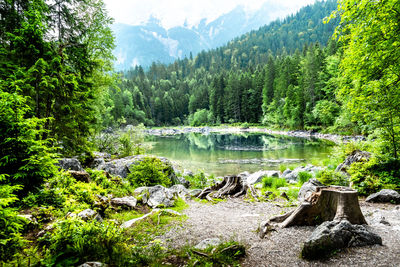 Scenic view of lake amidst trees in forest