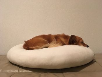 Close-up of dog sleeping indoors