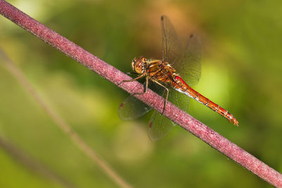 Close-up of damselfly on plant