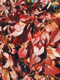 Close-up of autumn leaves