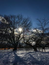 Bare trees on snow covered landscape