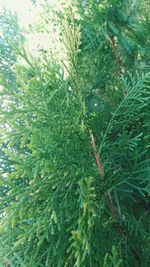 Close-up of pine tree