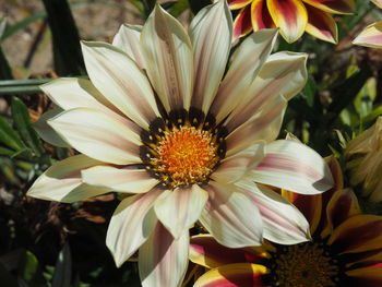 Close-up of yellow flower