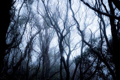 Low angle view of bare trees against sky