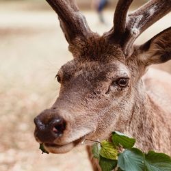 Close-up portrait of deer