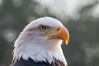 Portrait of a fish eagle