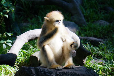 Snub-nosed monkey sitting on branch