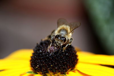 Close-up of bee pollinating on flower