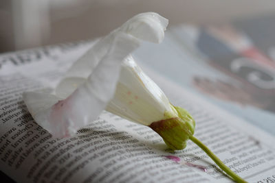 Close-up of white flower on newspaper