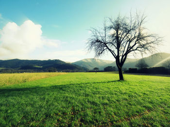 Bare tree on field against sky