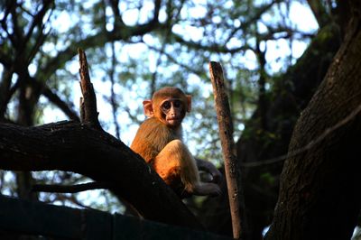 Low angle view of monkey on tree against sky