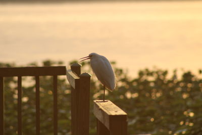 Close-up of bird perching on wooden post