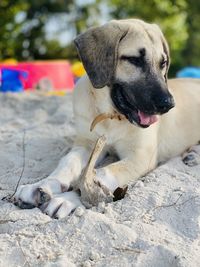 Close-up of a dog in the sand