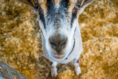 Portrait of goat on field